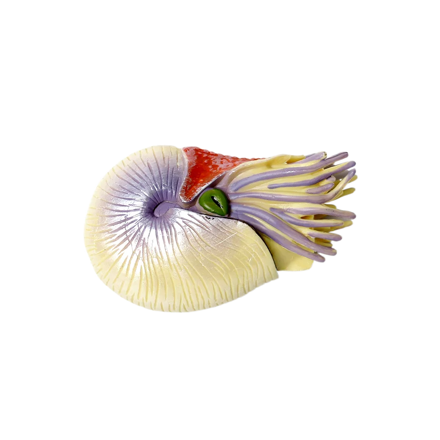 Marine Toy Animals Nautilus Fi - огляд і ціна Kids Toys Reviews